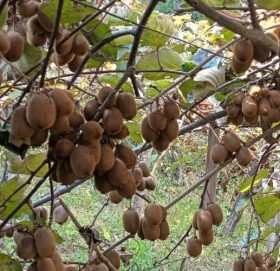 डडेल्धुराका लक्ष्मण शिक्षण पेसा छोडेर किबीबाट कमाउँदैछन् वार्षिक १० लाख